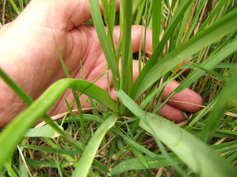 Allium maremmano - Allium roseum